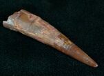 Large Inch Pterosaur Tooth - Morocco #7129-2